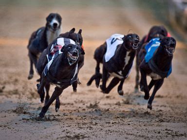 sporting life greyhound cards|Today’s Greyhound Racecards & Betting Odds .